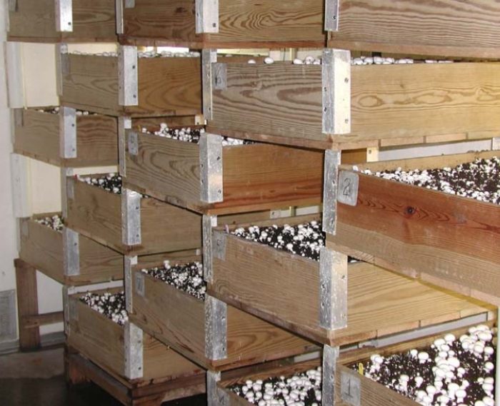 Champignons kweken in bakken