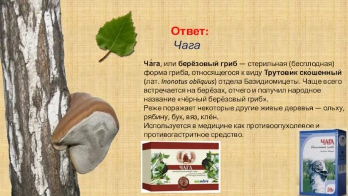 Birch chaga