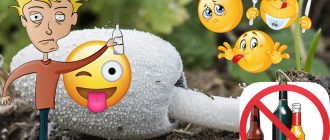 Mushroom na may dumi para sa alkoholismo
