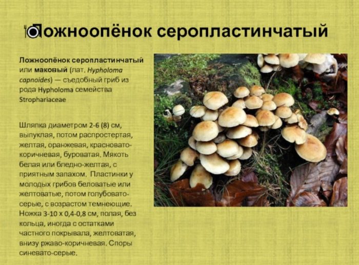 Paglalarawan ng grey-plate false honey fungus