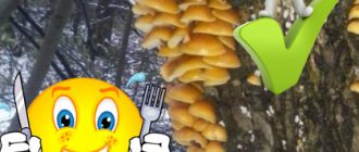 Flammulina sa kagubatan