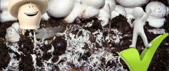 Miselium ng Champignon