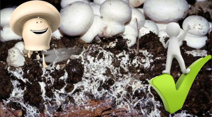 Mycélium šampiňónov