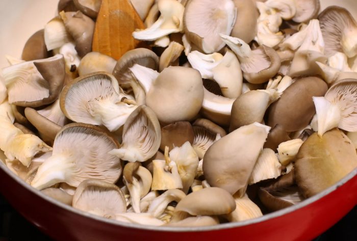 Mga naprosesong steppe oyster mushroom