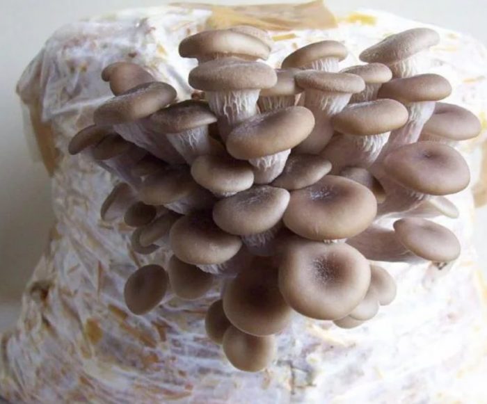 Mga kabute ng talaba sa substrate