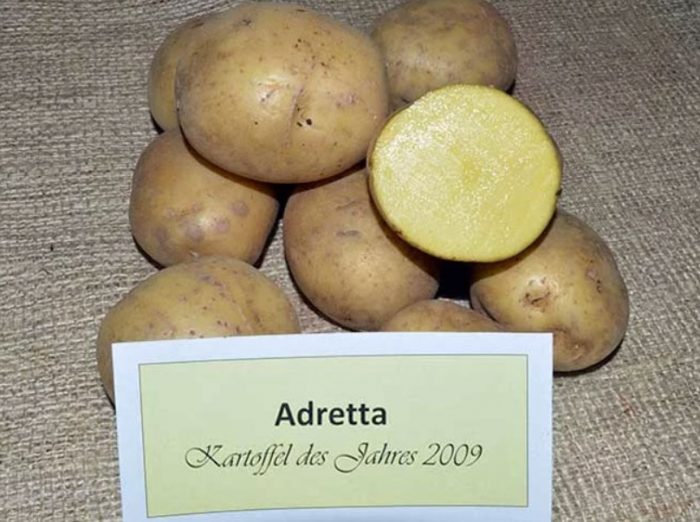 Uri ng Adretta