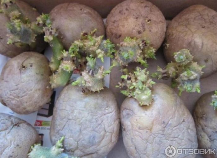 Mga patatas na tumubo