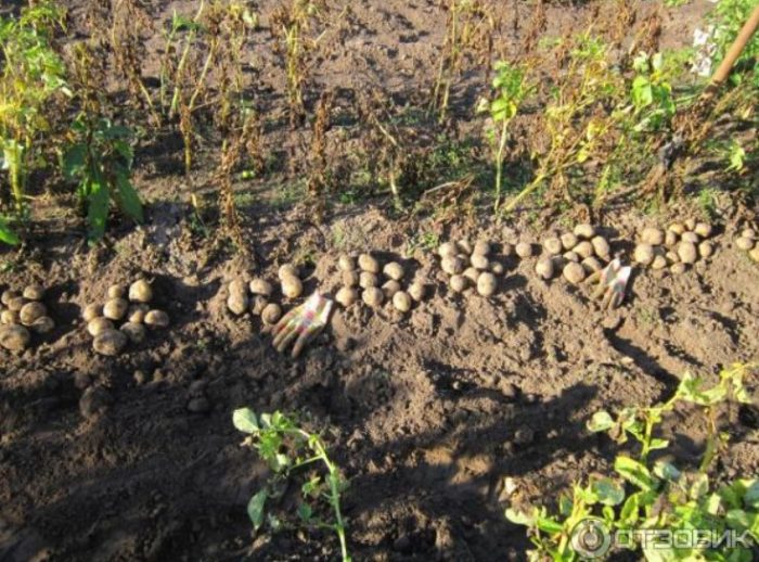 Iba't ibang patatas na Adretta humukay