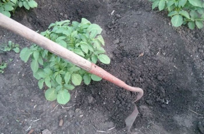 Pag-hill ng patatas