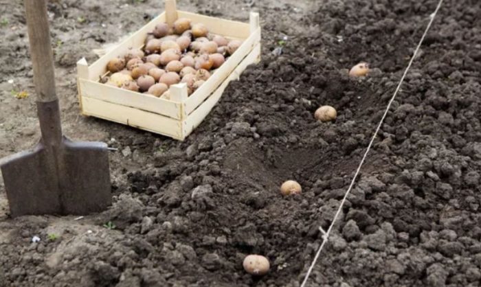 Pagtatanim ng patatas