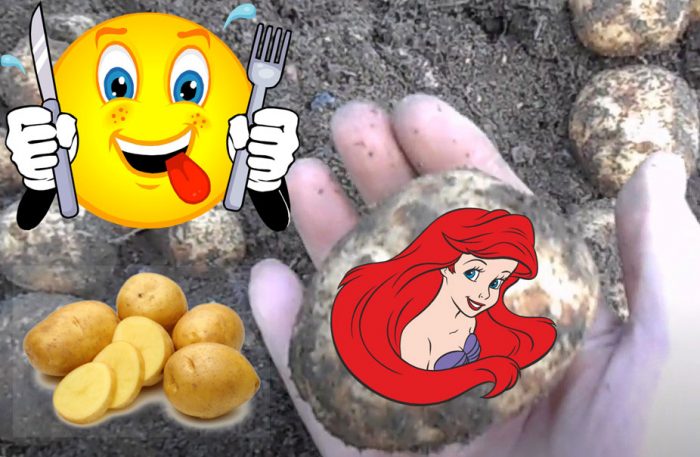 Uri ng patatas na Ariel