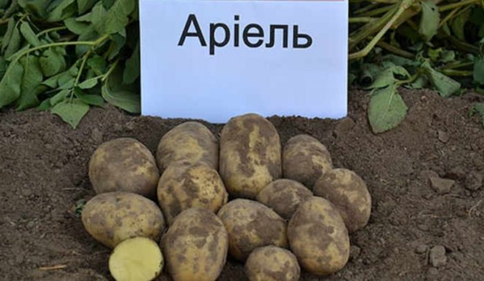 Mga patatas na buto