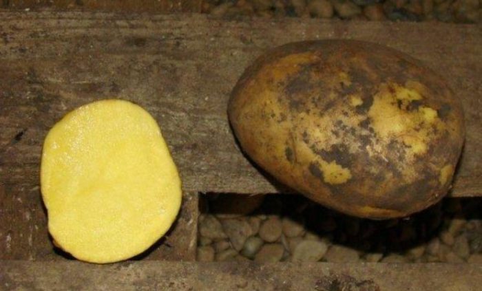 Tuber ng patatas