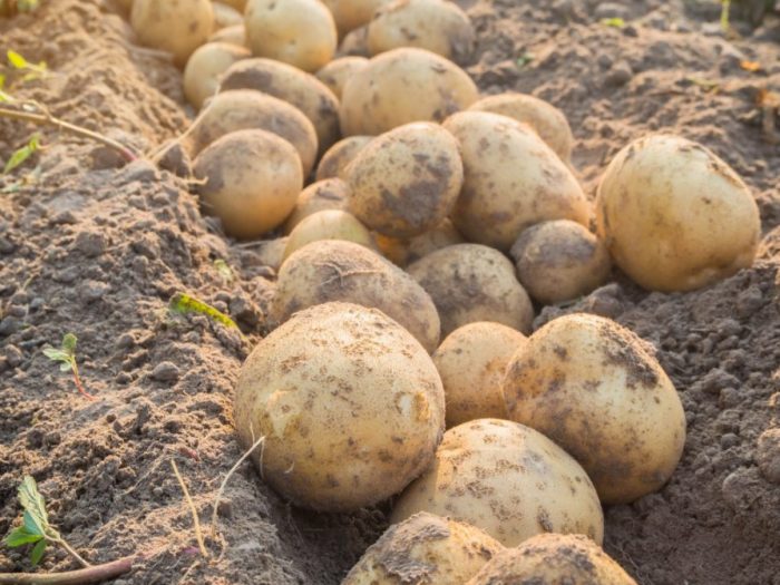 Pag-aani ng patatas ni Ariel