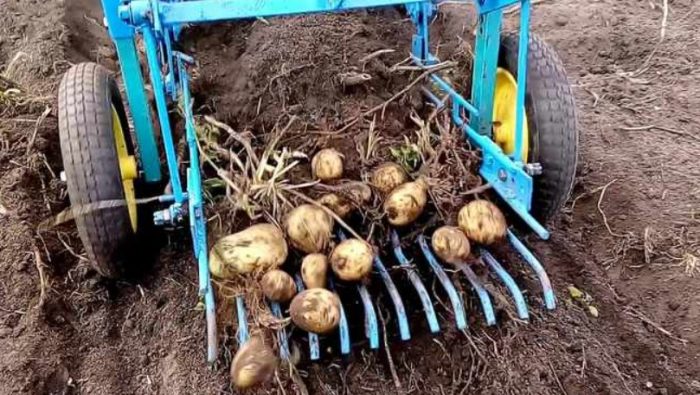 Pag-aani ng patatas