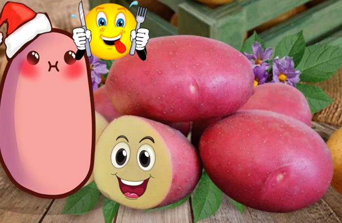 Uri ng patatas na Ebolusyon