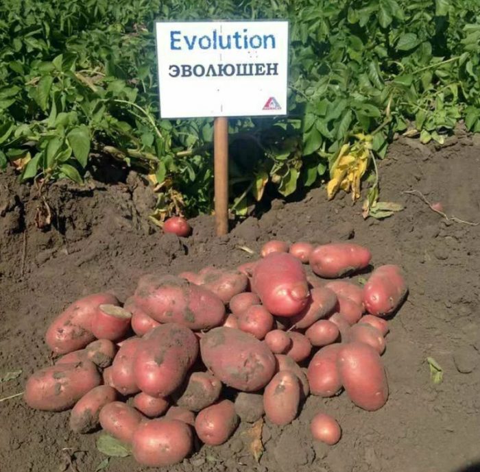 Pag-aani ng iba't ibang uri ng ebolusyon