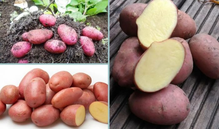 Mga tuber ng uri ng Evolution