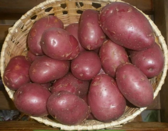 Mga tuber ng ebolusyon sa isang basket