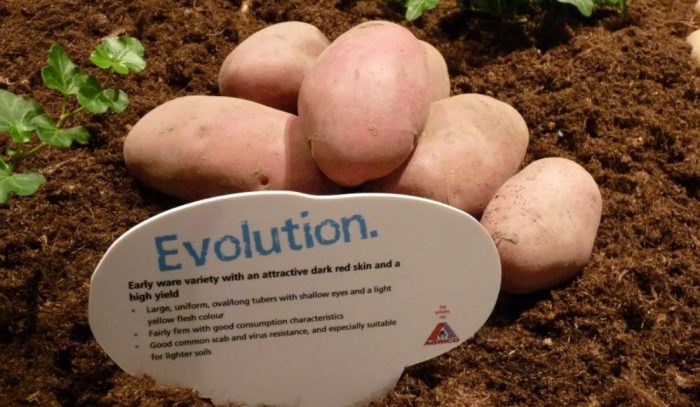 Materyal ng binhi ng uri ng Evolution