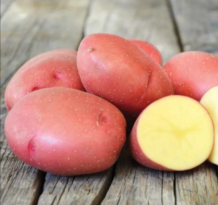 Ebolusyon ng iba't ibang patatas