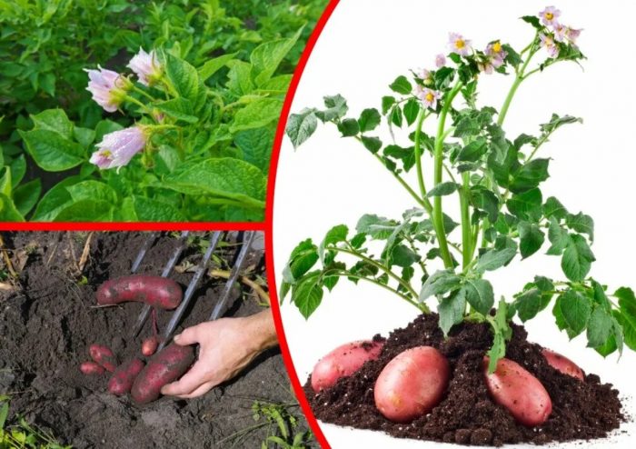 Mga palumpong at tubers ng iba't ibang Ebolusyon
