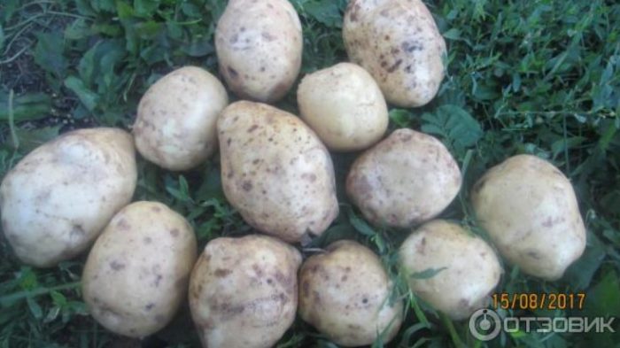 Bilang ng mga tubers bawat bush