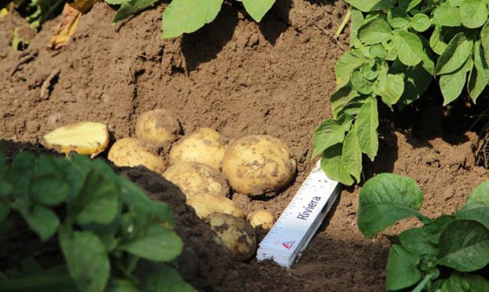 Patatas mula sa palumpong