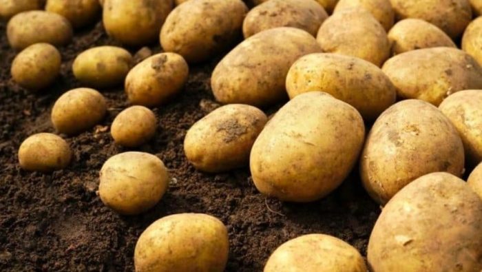 Naghukay ng patatas
