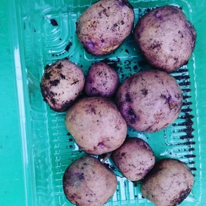 Uri ng patatas na Sineglazka