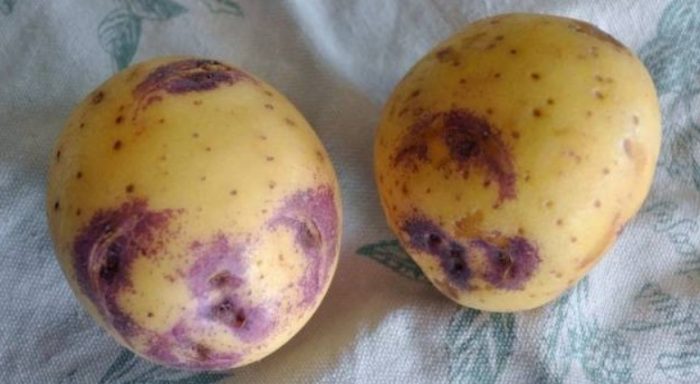 Mga tubo ng patatas na Sineglazki