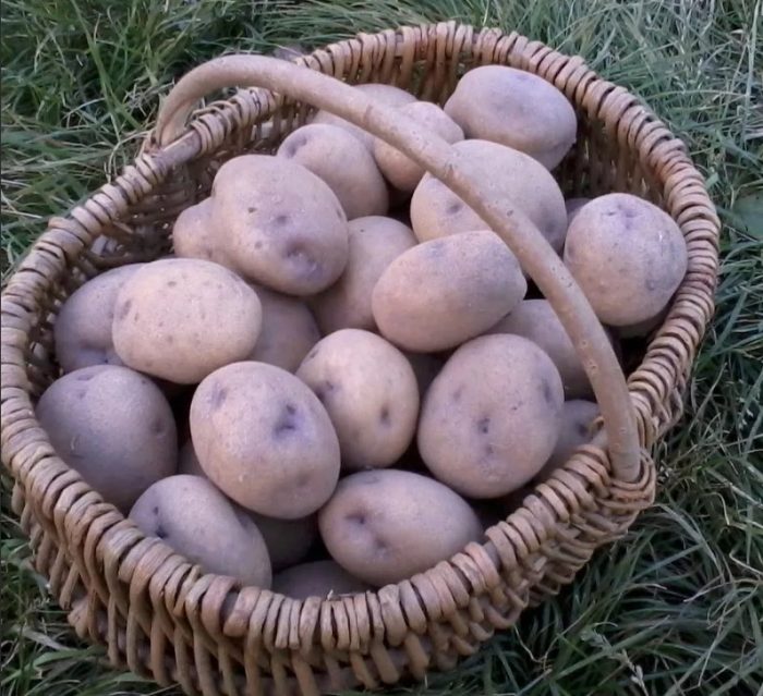 Kuwago na may asul na mata sa isang basket