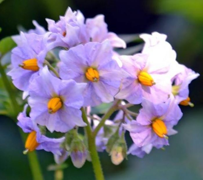 Mga bulaklak na may asul na mata