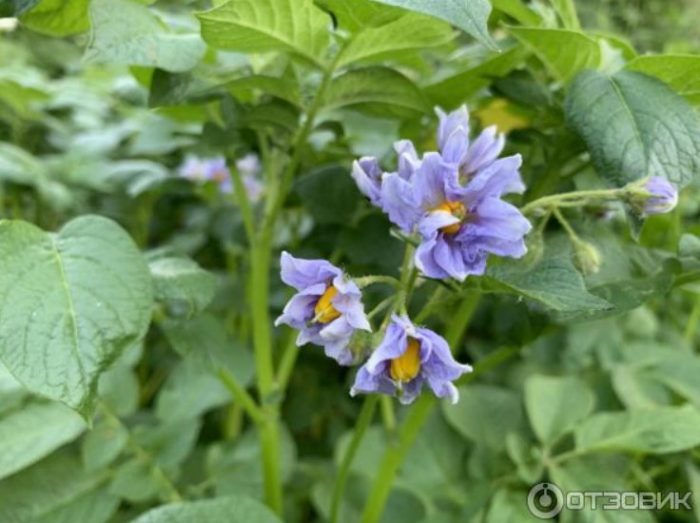 Mga Bulaklak ng uri ng Sineglazka