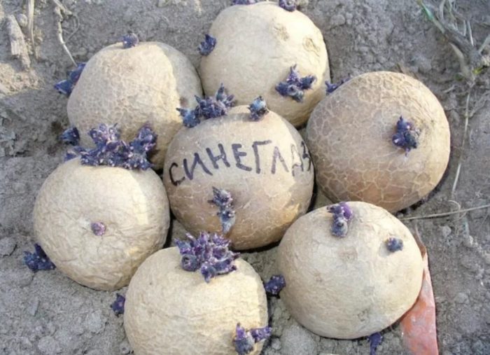 Mga patatas na tumubo