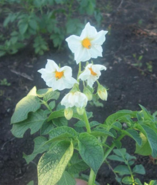 Mga palumpong at bulaklak ng uri ng Karatop