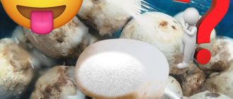 mga champignon na may puting himulmol