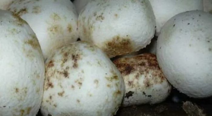 Mga nasirang champignon