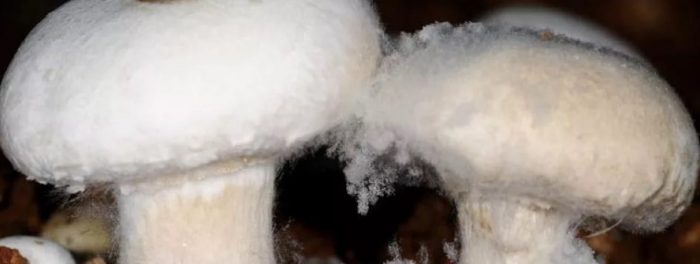 Palambutin sa mga champignon