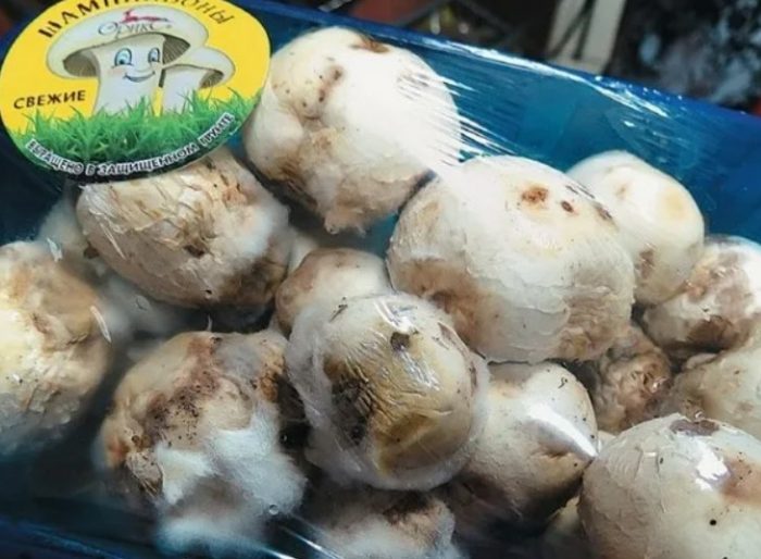 Amag sa mga champignon