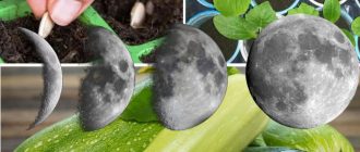 Paghahasik ng zucchini at ang buwan
