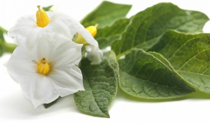 mga bulaklak na puti-niyebe