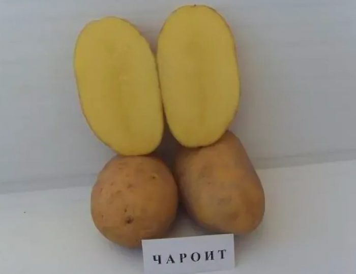 Mga tuber sa seksyon
