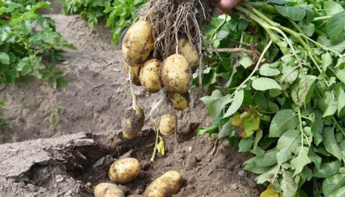 Patatas na Charoite mula sa palumpong