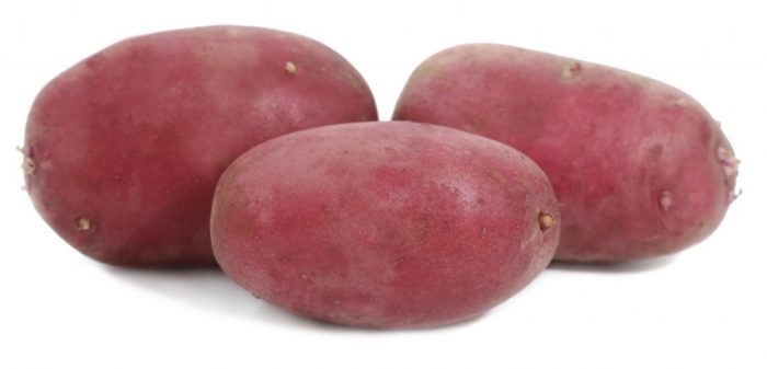 Mga tubo ng patatas ng uri ng Delphine