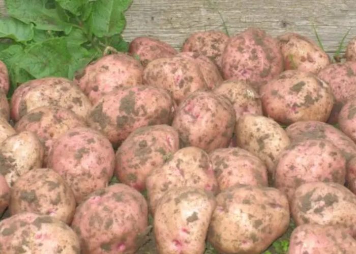 Mga Patatas ng Detskoselsky
