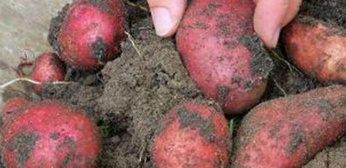 Mga Patatas ng Detskoselsky