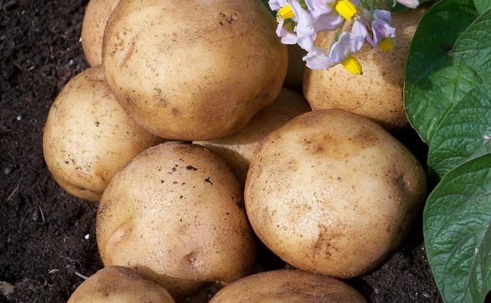Mga tuber at bulaklak ng uri ng patatas na Golubizna