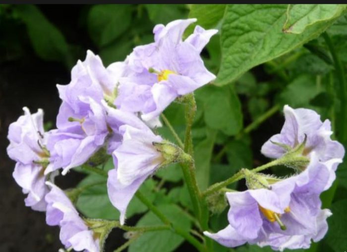Mga bulaklak ng uri ng Golubizna