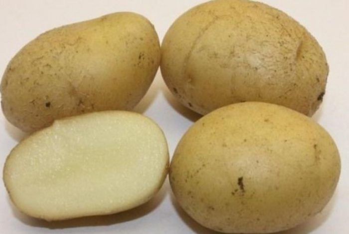 Mga tuber ng uri ng patatas na Golubizna